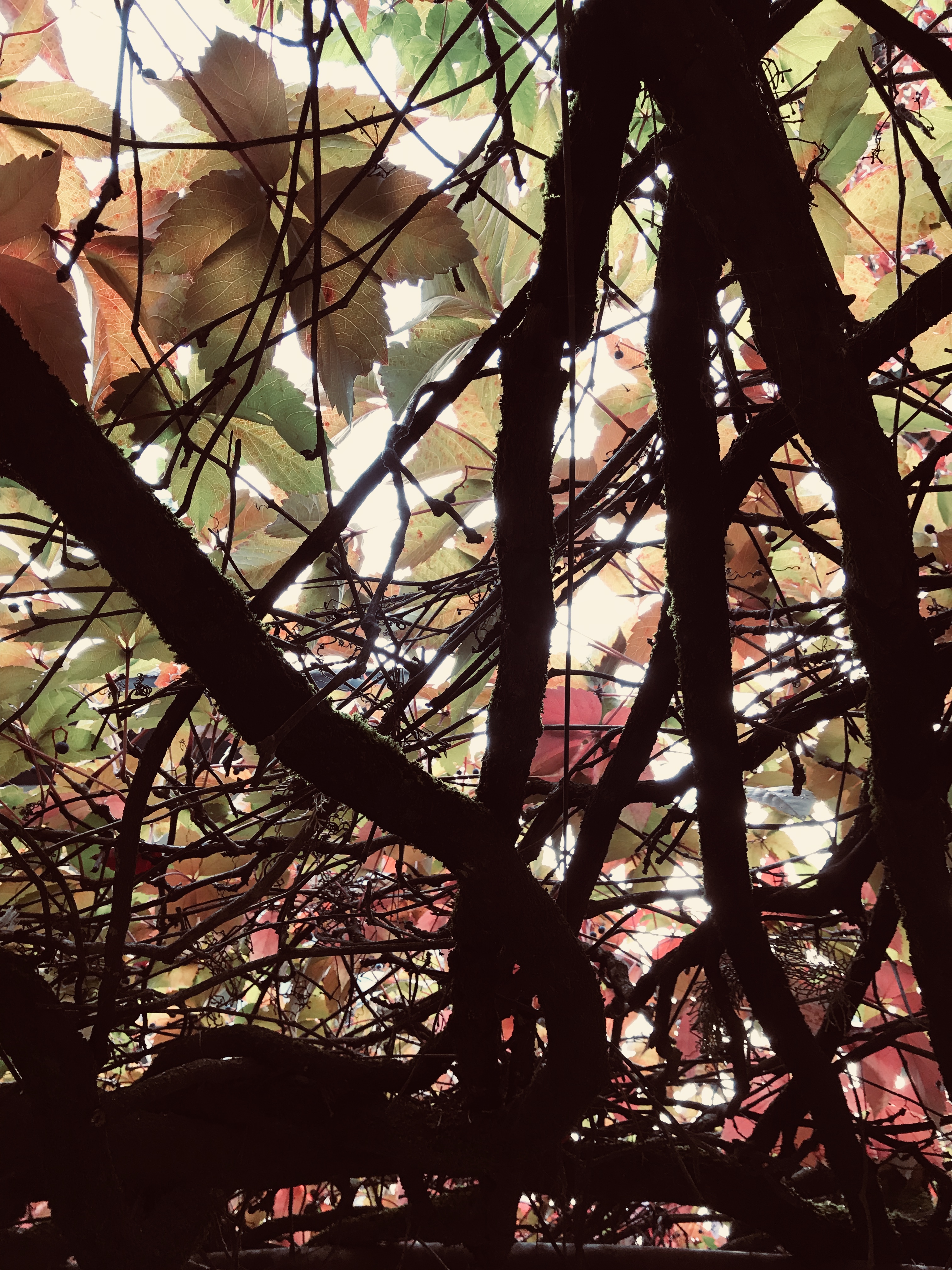  Südtirol - Colored Wood 